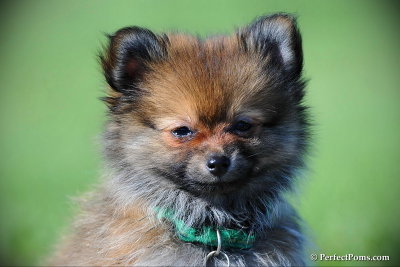 Teacup Pomeranian Mini