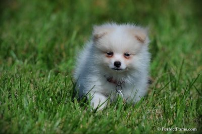 Small white male Pomeranian - Puff