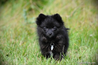 Black female Pomeranian