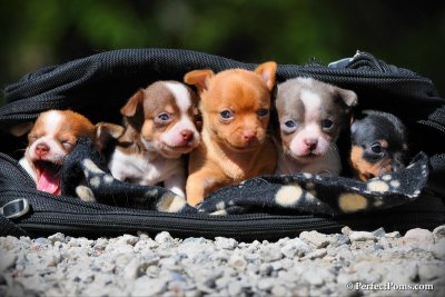 Chihuahua puppies born Sept 1