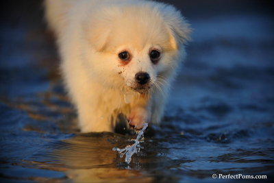 Snowball White Pomeranian male Puppy