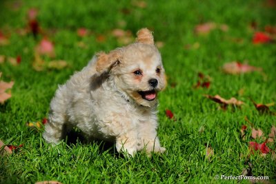 Taffy male Maltipoo