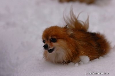 Feb1_08_706.JPG