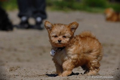 Amber - female teacup Pomapoo