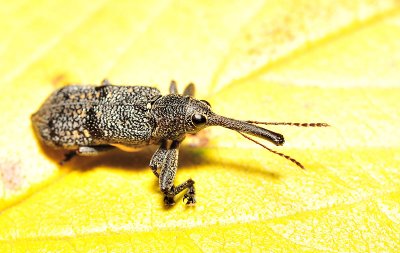 Adult weevil