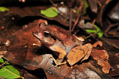 Lechriodus fletcheri - Black soled frog