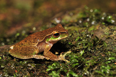 Litoria pearsoniana - cascade frog
