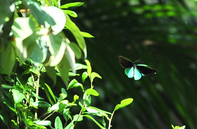 Richmond birdwing butterfly - male during flight in rainforest canopy opening