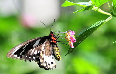 Richmond birdwing butterfly - female feeding at lantana