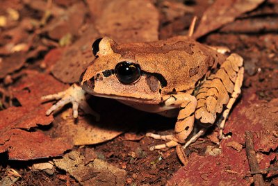 Mixophyes fasciolatus - great barred frog