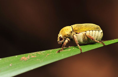 Golden beetle