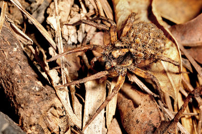 Spider with hatchlings