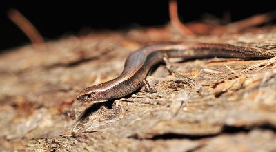 Lampropholis amicula - Secretive skink