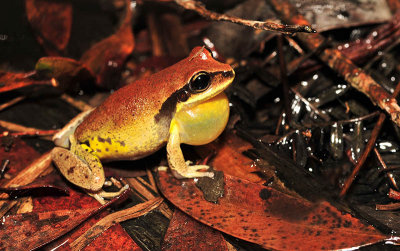 Litoria brevipalmata male calling - green-thighed frog