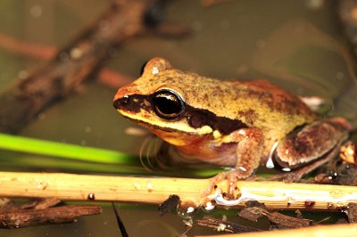 Litoria brevipalmata female in water - green-thighed frog