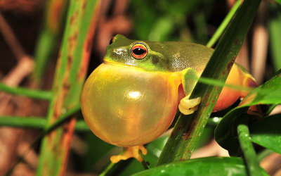 Litoria gracilenta male calling - graceful tree frog