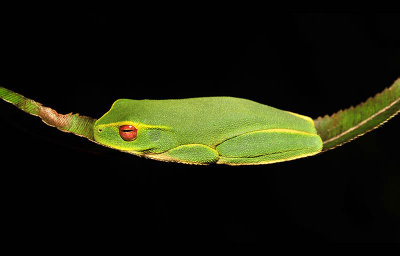 Litoria gracilenta resting during the day - graceful tree frog