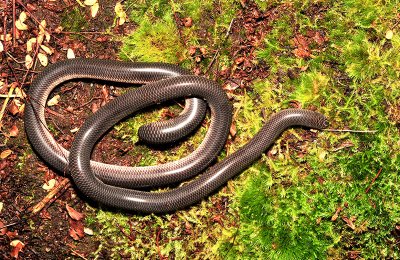 DSC_6544 blind snake.jpg