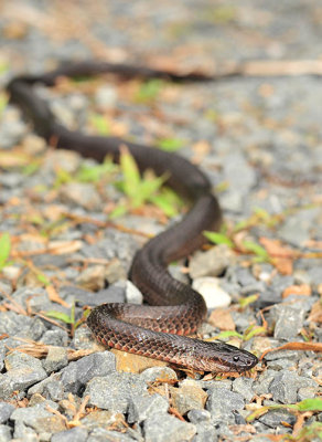 Small eyed snake Cryptophis nigrescens