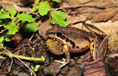 Litoria latopalmata - Broad Palmed Rocketfrog