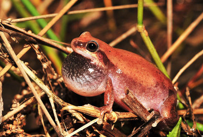 Litoria rubella - Naked tree frog calling