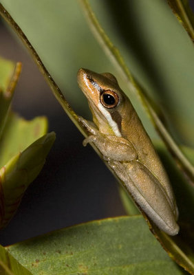 Litoria olongburensis - Wallum Sedge Frog
