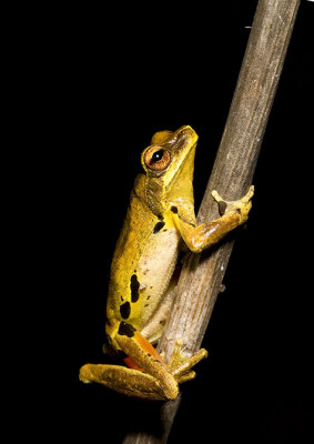 Litoria revelata 2 - Whirring Treefrog