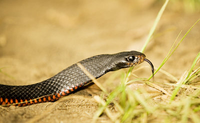 Pseudechis porphyriacus - Red bellied black snake