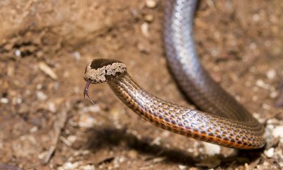 Cacophis squamulosus - Golden-crowned snake