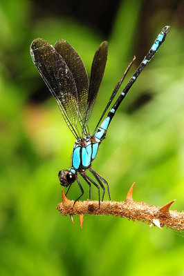 Diphlebia coerulescens