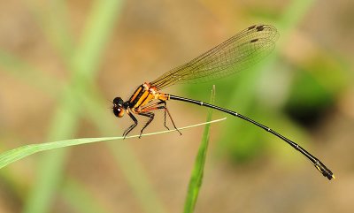 Nososticta solida
