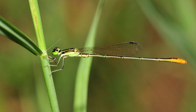 Agriocnemis pymaea