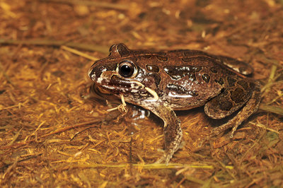 Limnodynastes convexiusculus - marbled frog
