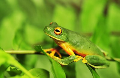 Litoria xanthomera - northern orange-eyed tree frog