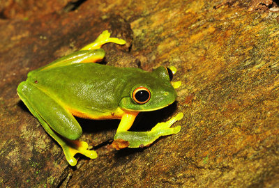Litoria xanthomera - northern orange-eyed tree frog