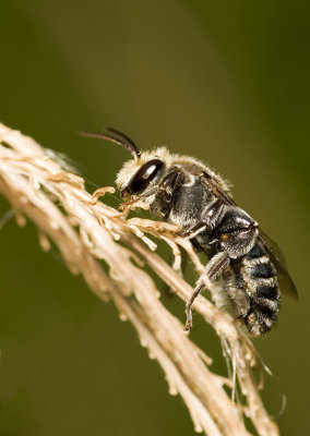 Nomia bee - single male