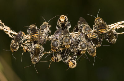 Nomia bee group - males resting for the evening