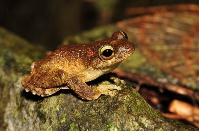 Litoria serrata - green-eyed tree frog