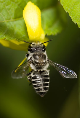 leaf cutter pollination.jpg