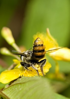 pollen collection.jpg