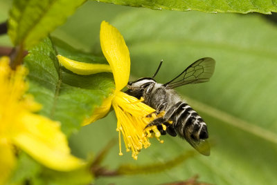 pollen raking.jpg