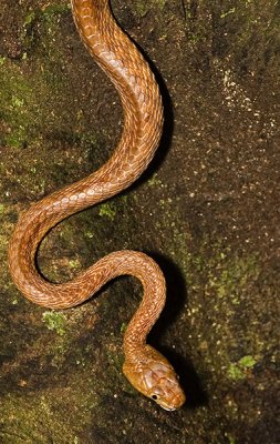 Brown tree snake on the move