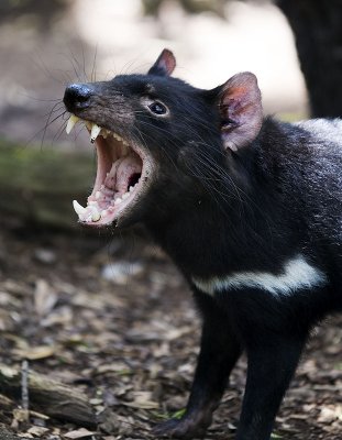 Tasmanian Devil