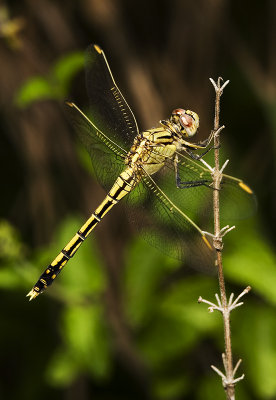 Orthetrum caledonicum - female