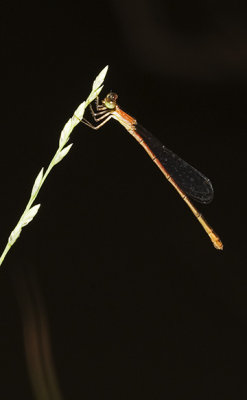 Agriocnemis pygmaea