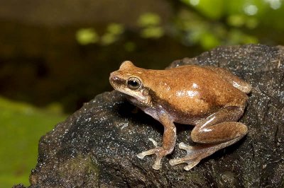 Litoria rubella