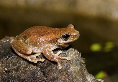 Litoria dentata