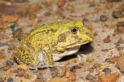 Cyclorana novaehollandiae - Eastern Snapping Frog
