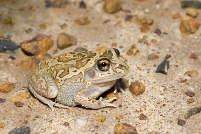 Cyclorana brevipes - Short-footed Frog