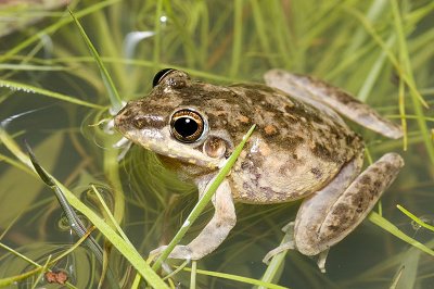 Litoria inermis - Bumpy rocket frog